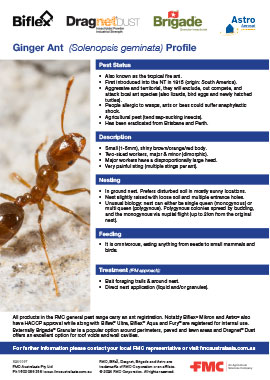 Ginger Ant Profile